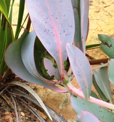 Protea recondita