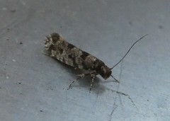 Parochmastis hilderi