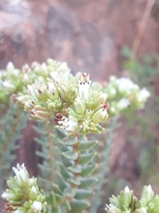 Crassula ericoides ericoides