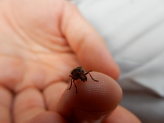 Gymnognathus