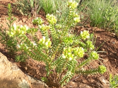 Crassula ericoides ericoides