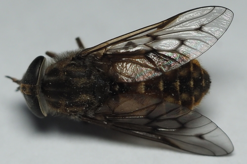 Orange-sided Horse Fly photo 3
