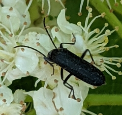 Oedemerinae