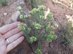 Crassula ericoides ericoides