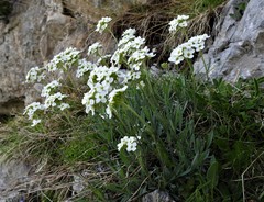 Phyllolepidum rupestre