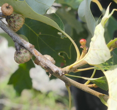 Callirhytis perditor