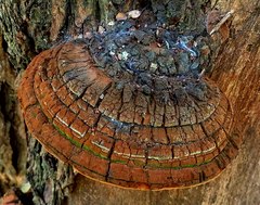 Phellinus badius