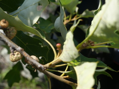 Callirhytis perditor