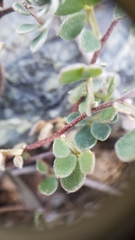 Acmispon wrangelianus