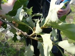 Callirhytis perditor