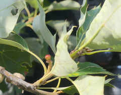 Callirhytis perditor