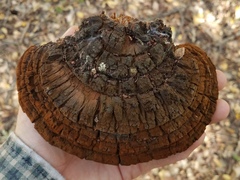 Phellinus badius