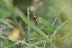 Chrysoteuchia culmella
