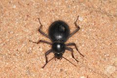 Ocnodes