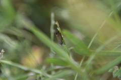 Chrysoteuchia culmella