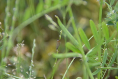 Chrysoteuchia culmella