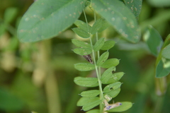 Chrysoteuchia culmella