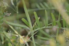 Chrysoteuchia culmella