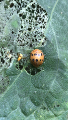 Epilachna tredecimnotata