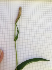 Bistorta officinalis