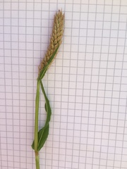 Bistorta officinalis