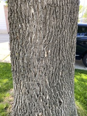 Fraxinus pennsylvanica