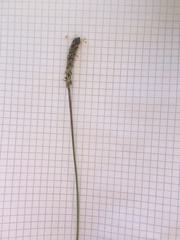 Plantago maritima serpentina