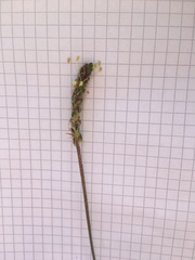 Plantago maritima serpentina