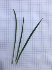 Plantago maritima serpentina