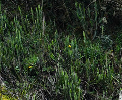 Baccharis genistelloides
