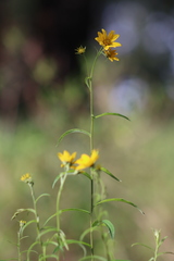 Verbesina oxylepis