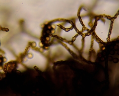 Hemitrichia abietina
