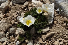 Ranunculus seguieri seguieri