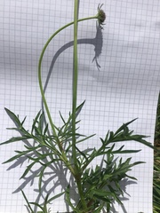 Scabiosa triandra
