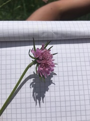 Scabiosa triandra