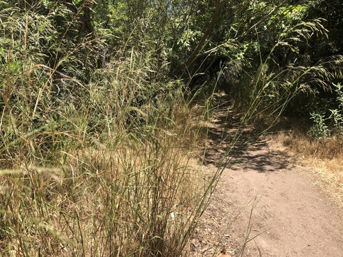 photo of Needlegrasses And Allies (Stipeae)