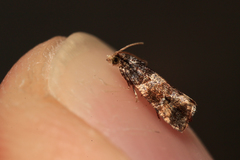 Lobesia abscisana