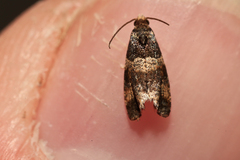 Lobesia abscisana