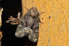 Oligia latruncula