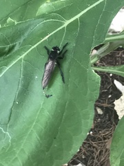 Promachus painteri