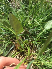 Bistorta officinalis