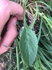 Bistorta officinalis