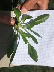 Bistorta officinalis