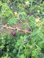 Rosa caesia glauca