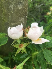 Rosa caesia glauca