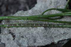 Thecaphora thlaspeos