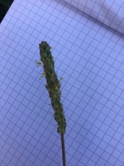 Plantago maritima serpentina