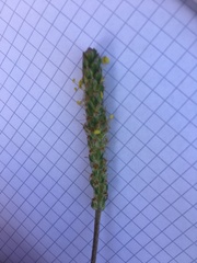 Plantago maritima serpentina