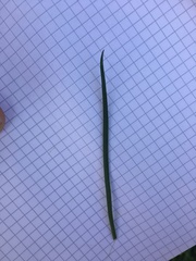 Plantago maritima serpentina