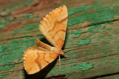 Eulithis mellinata